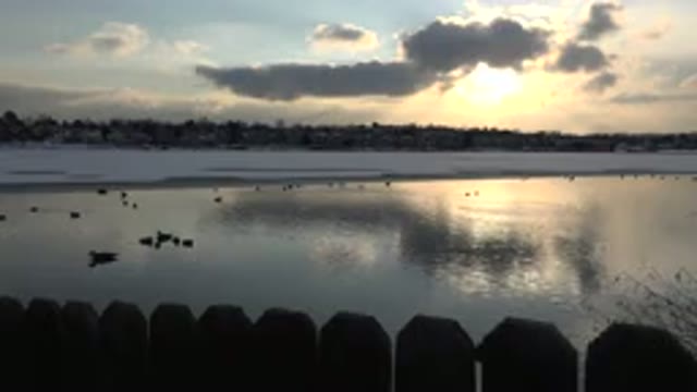 WESTMINSTER COLORADO-2015: Local Wildlife On Beach Or Bay With Sun Setting Or