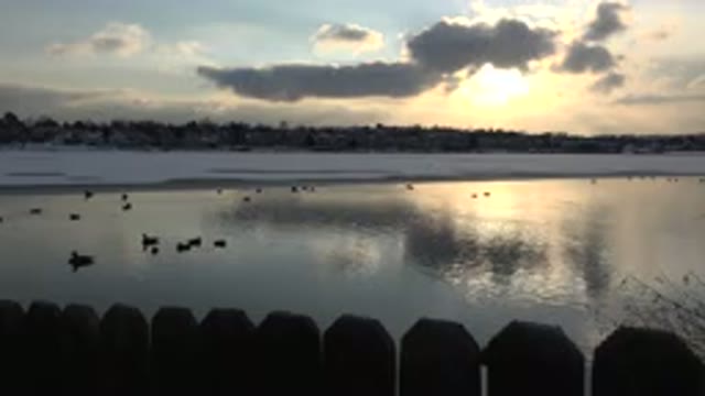 WESTMINSTER COLORADO-2015: Birds Floating Peacefully In Winter Lake As The Sun Sets