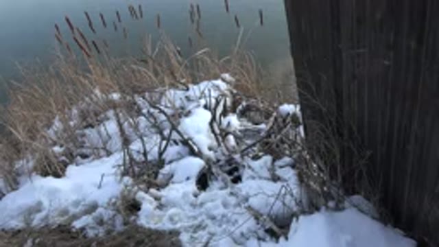 WESTMINSTER COLORADO-2015: Dog Walking On Snow Near A Water Body