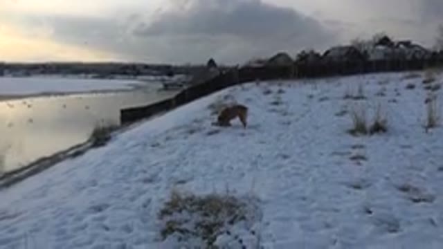 WESTMINSTER COLORADO-2015: Dog Bites Something On The Snow-Covered Ground Beside