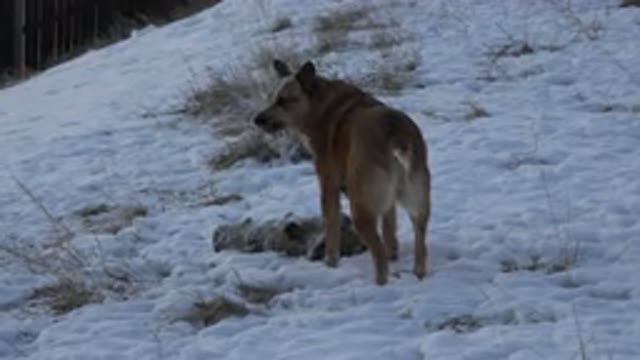 WESTMINSTER COLORADO-2015: Dog Playing With Apple Tree In Winter In Very Cold