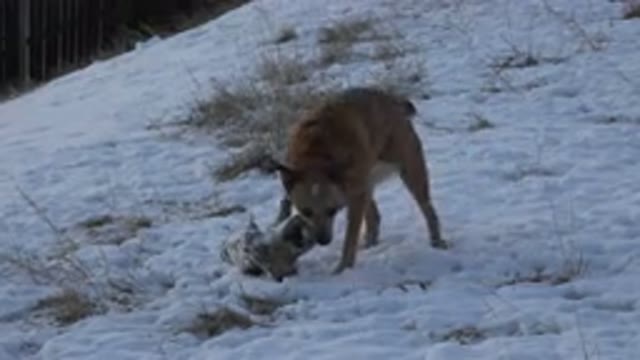 WESTMINSTER COLORADO-2015: Wild Dog Eating And Playing In The Snow