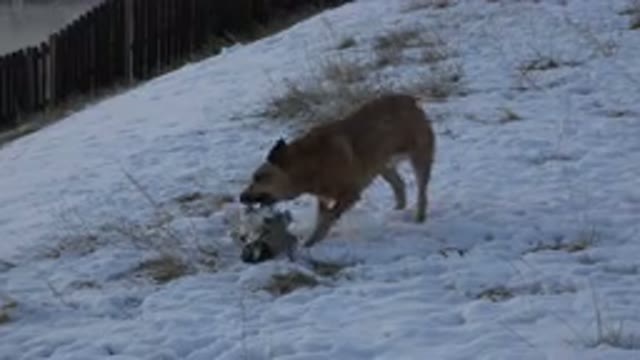 WESTMINSTER COLORADO-2015: Dog Resting Peacefully on Wood in a Fenced, Snow-Covered Yard
