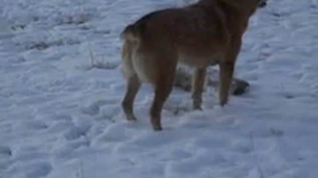WESTMINSTER COLORADO-2015: Amazing Brown Dog Plays With A Log