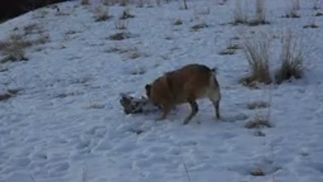 WESTMINSTER COLORADO-2015: A Dog In A Field Of Snow With Spirit Plants Near