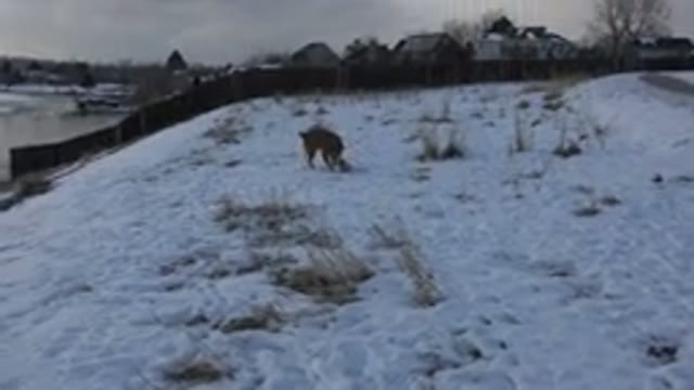 WESTMINSTER COLORADO-2015: Tan Colored Medium Sized Dog Struggles To Lift Large Log