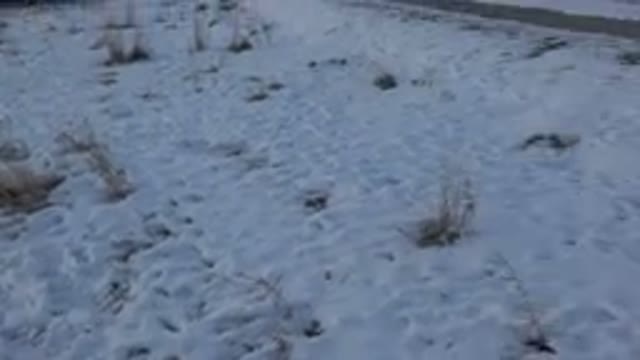 WESTMINSTER COLORADO-2015: Domestic Dog Walking In The Snow And Sniffing On The Ground