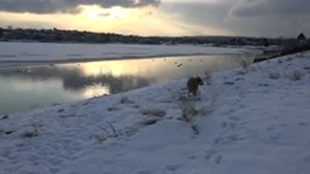 WESTMINSTER COLORADO-2015: Dog On Snowy Riverbank Picks Up Small Log And Sets It