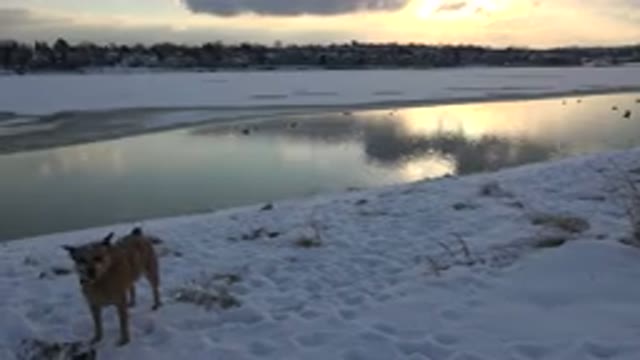WESTMINSTER COLORADO-2015: Dog Playing With Its Owner In The Snow Next To A Lake