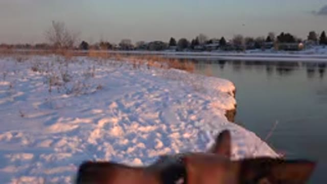 WESTMINSTER COLORADO-2015: Dog Jumping To Catch A Piece Of Food With His Mouth