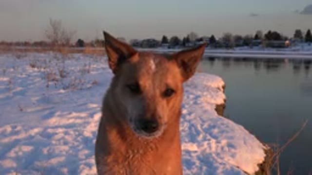 WESTMINSTER COLORADO-2015: Dog Standing Looking Sideways Beside The River With Snow