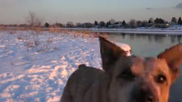 WESTMINSTER COLORADO-2015: A Dog Barking At Something Near Seaside