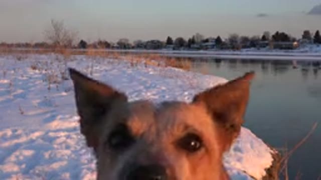 WESTMINSTER COLORADO-2015: Tan Colored Medium Sized Dog Barks Repeatedly At