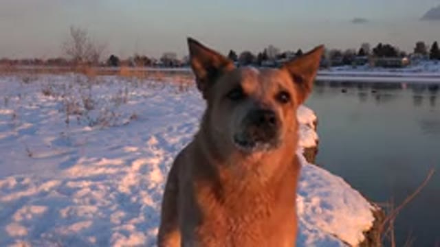 WESTMINSTER COLORADO-2015: Brown Talented and Brave Dog Stands in Snow Looking