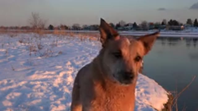 WESTMINSTER COLORADO-2015: A Tiny Dog Staring At The Camera Near A Body Of Water
