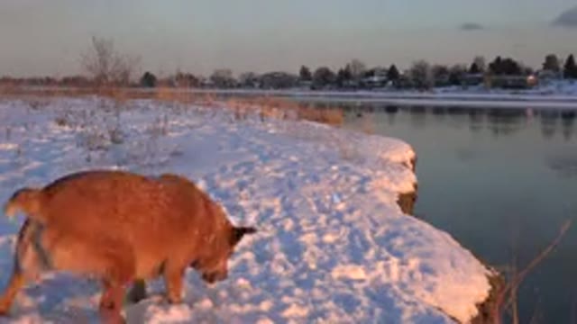 WESTMINSTER COLORADO-2015: Cute Caramel Dog Playing In The Snow In Front Of A Lake