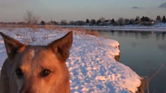 WESTMINSTER COLORADO-2015: Brown Dog Catches Object While Standing On Snow On A