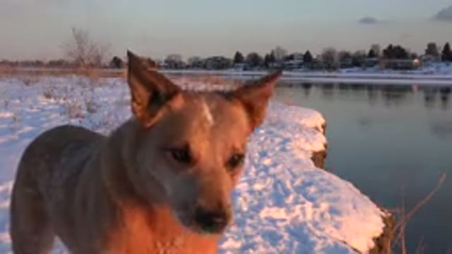 WESTMINSTER COLORADO-2015: Brown Dog Stands On Snow On A Bright Sunny Day
