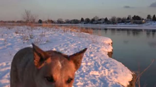 WESTMINSTER COLORADO-2015: Playful Dog Jumping After a Treat on a Snowy Embankment