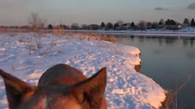 WESTMINSTER COLORADO-2015: Dog In A Barren Field Covered In Snow Walking Around
