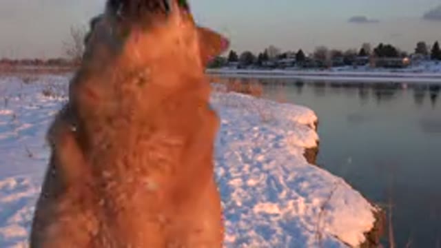 WESTMINSTER COLORADO-2015: Brown Talented Dog Jumps and Catches Snowballs