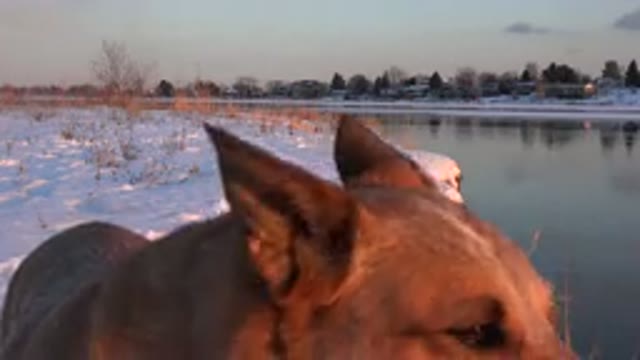 WESTMINSTER COLORADO-2015: Shot Of A Puppy's Eyes And Then Watching Him Jump