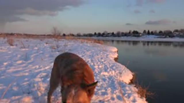 WESTMINSTER COLORADO-2015: Brown Dog Stands In Snow Looking At Camera On A Clear