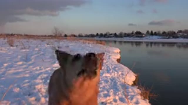 WESTMINSTER COLORADO-2015: Dog In Snow-Covered Area By The River Jumping To Get