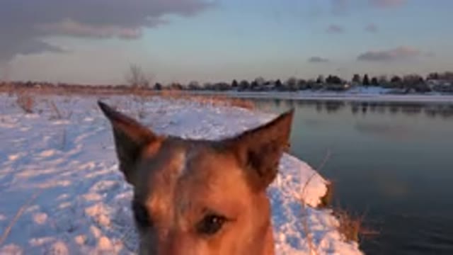 WESTMINSTER COLORADO-2015: Amazing Talented Dog Catching Snowball