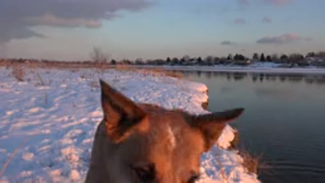 WESTMINSTER COLORADO-2015: Brown Dog Catches White Object While Standing On Snow