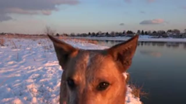 WESTMINSTER COLORADO-2015: Brown Dog Stands On Snow Near Water Looking At Camera