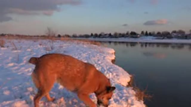 WESTMINSTER COLORADO-2015: Dog In The Snow Near A Pond Is Catching A Snowball In
