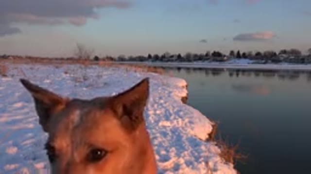 WESTMINSTER COLORADO-2015: Dog In A Snow Covered Field Walking Around