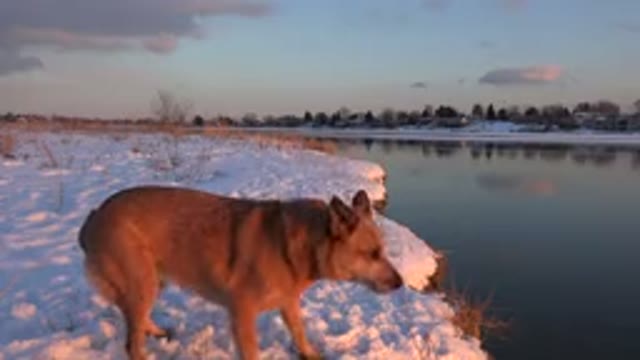 WESTMINSTER COLORADO-2015: A Brown Dog Jumping On A Snowy Ground With Plants