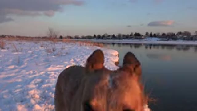 WESTMINSTER COLORADO-2015: A Happy Light Brown Dog Playing in a Snowy Day