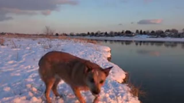 WESTMINSTER COLORADO-2015: A Brown Dog Playing Near Pond Covered With Snow