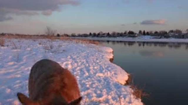 WESTMINSTER COLORADO-2015: Domestic Dog In The Snow Beside A Lake Sniffing And Exploring
