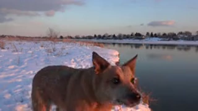 WESTMINSTER COLORADO-2015: A Dog Jumping on the Snow Shore of the Lake