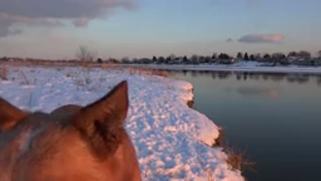 WESTMINSTER COLORADO-2015: Beautiful Winter Scene At Twilight With Cute Dog By