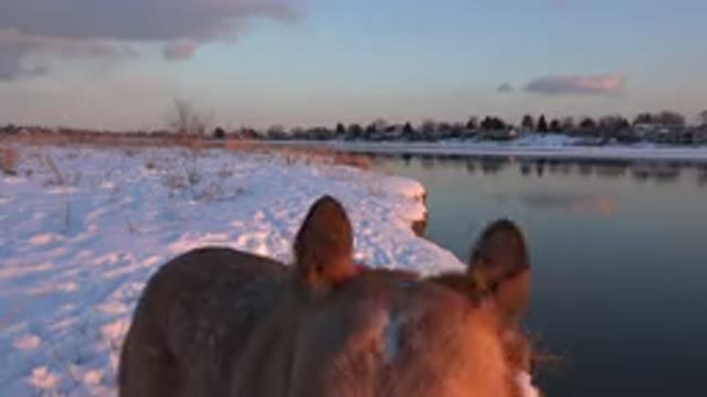 WESTMINSTER COLORADO-2015: Dog Looking Below The Camera In Winter Near A River