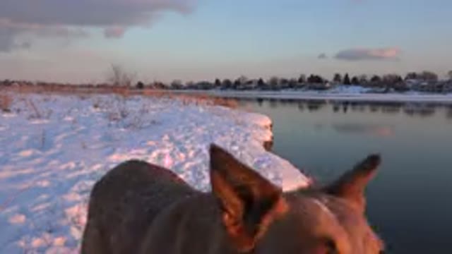 WESTMINSTER COLORADO-2015: Brown Dog Jumps on Snow on a Clear Sunny Day