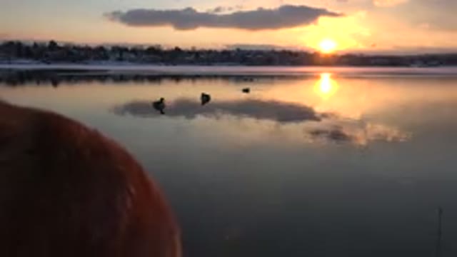 WESTMINSTER COLORADO-2015: Amazing Talented Dog Stands In Front Of The Lake At Sunset