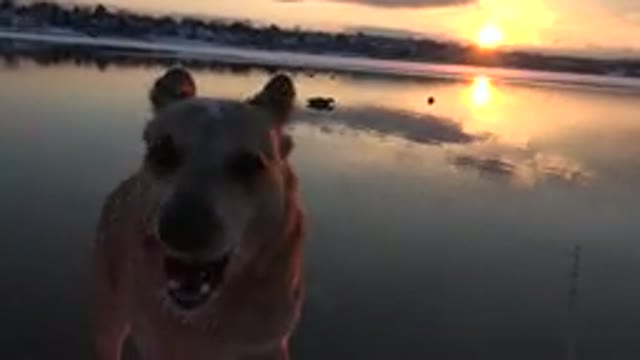 WESTMINSTER COLORADO-2015: Snow-Dirty Dog Standing Beside A Lake With Ducks In