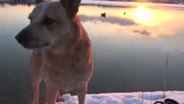 WESTMINSTER COLORADO-2015: Dog In The Cold With Ice On Fur Standing Near Body Of Water