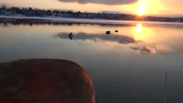 WESTMINSTER COLORADO-2015: Brown Dog Turns To Look At Ducks Swimming In Water On