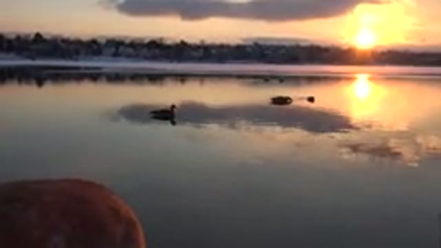 WESTMINSTER COLORADO-2015: Four Ducks Swimming Together In A Calm River During