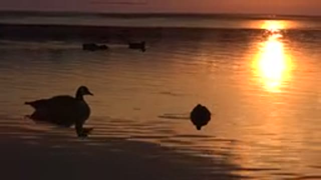 WESTMINSTER COLORADO-2015: Relaxing Shot Of A Family Of Ducks Floating On A Lake