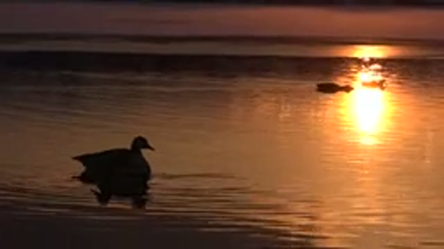 WESTMINSTER COLORADO-2015: Ducks Swim On An Open Pond As The Sun Sets