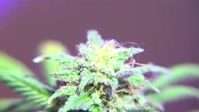 WESTMINSTER COLORADO-2015: Plant Species Without Apparent Fruits With Dark Green Leaves