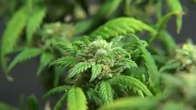WESTMINSTER COLORADO-2015: Is Weed Really The Cure